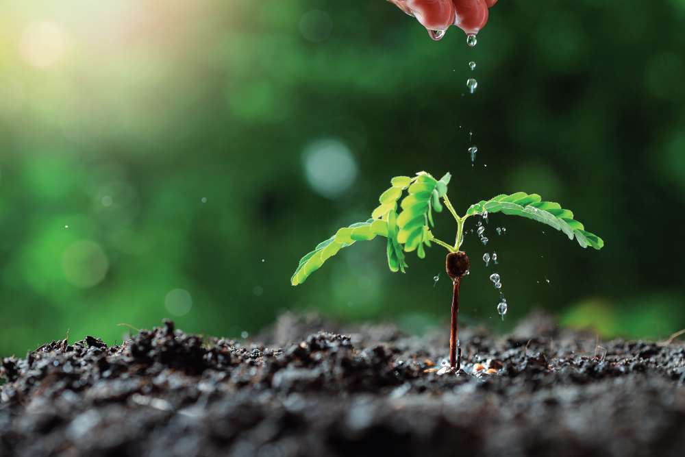 farmer-hand-watering-young-baby-plants.jpg